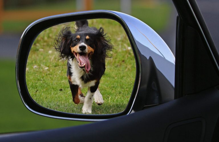 Jak bezpiecznie przewozić psa w samochodzie? Pokrowce na